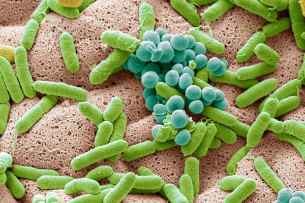 Gut Health / Gastrointestinal