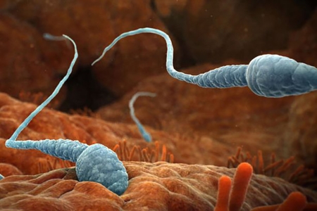 Reversing Male Infertility