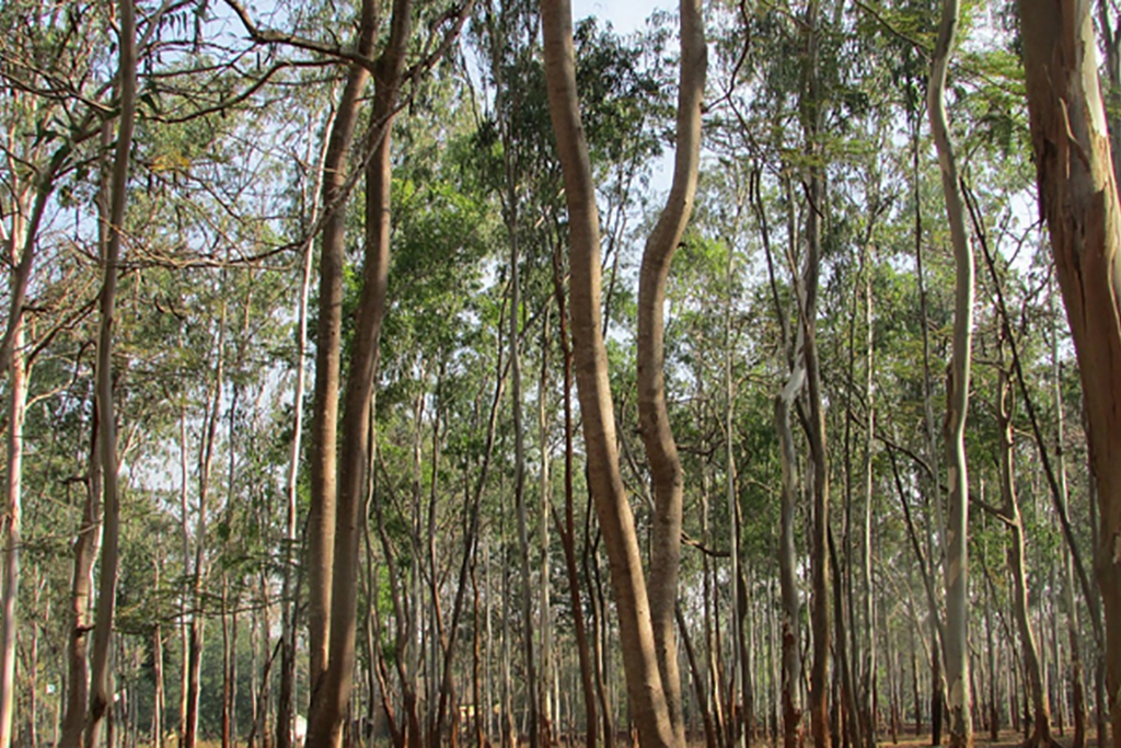 Eucalyptus uses deals