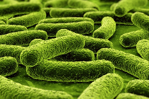 Intestinal Microbiome - EnteroScan®